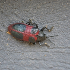 Coraliomela quadrimaculata