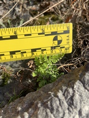 Myriopteris alabamensis