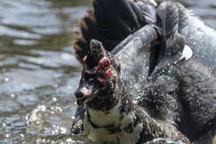 Cairina moschata domestica