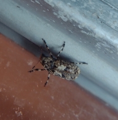 Euparius marmoreus