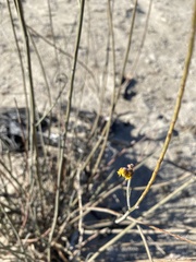 Hoffmannseggia microphylla