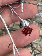 Porophyllum maritimum