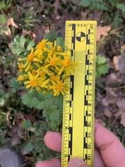 Packera glabella