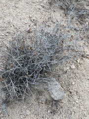 Porophyllum maritimum