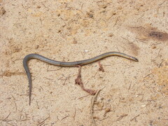 Elapognathus coronatus