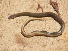 Elapognathus coronatus