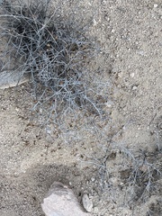 Porophyllum maritimum