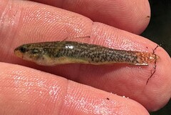 Etheostoma nuchale