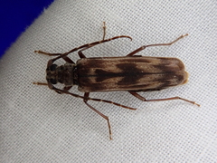 Diotimana undulata