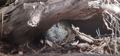 Sigmodon arizonae