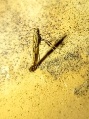Caloptilia bimaculatella