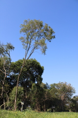 Blepharocalyx salicifolius
