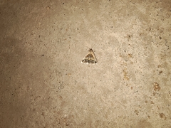 Acantholipes