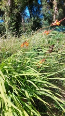 Crocosmia
