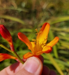 Crocosmia