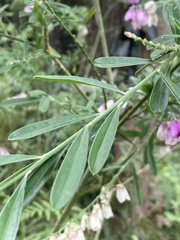 Polygala virgata