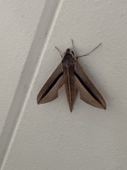 Theretra silhetensis