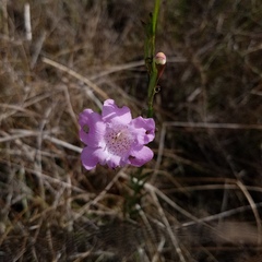 Agalinis linifolia