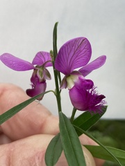 Polygala virgata