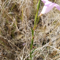 Agalinis linifolia