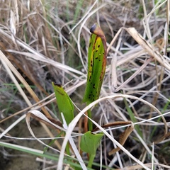 Pontederia cordata