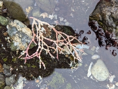 Calliarthron tuberculosum