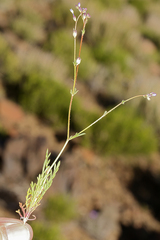 Gilia