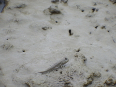 Periophthalmus modestus