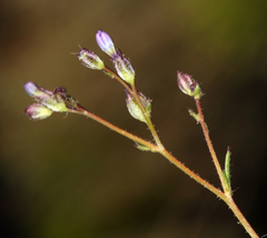 Gilia