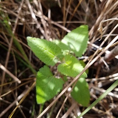 Conoclinium coelestinum