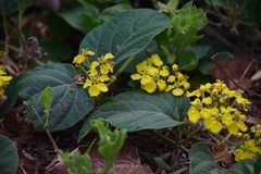 Stigmaphyllon bonariense