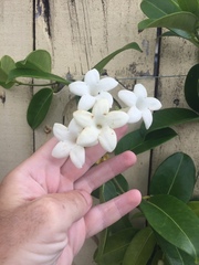 Stephanotis floribunda