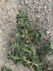 Euphorbia leucophylla