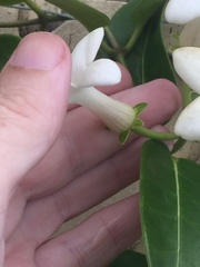 Stephanotis floribunda