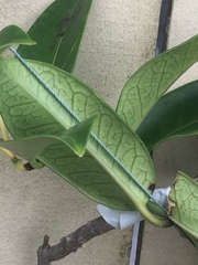 Stephanotis floribunda