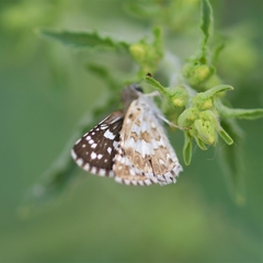 Burnsius orcynoides