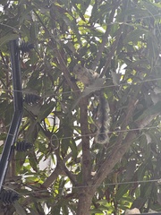 Sciurus stramineus