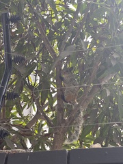 Sciurus stramineus