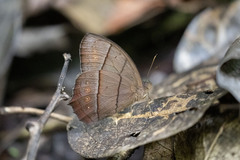 Taygetis rufomarginata