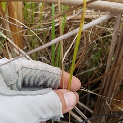 Panicum dichotomiflorum