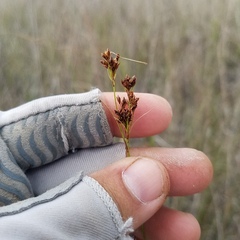 Rhynchospora microcarpa