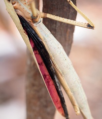 Acrophylla enceladus