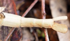 Acrophylla enceladus