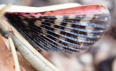 Acrophylla enceladus