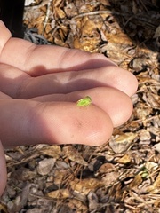 Stictocephala militaris