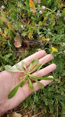 Leontodon longirostris