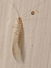 Chrysopa quadripunctata