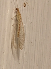 Chrysopa quadripunctata