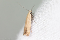 Anacampsis fullonella