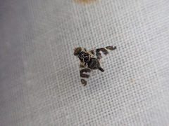 Procecidochares alani